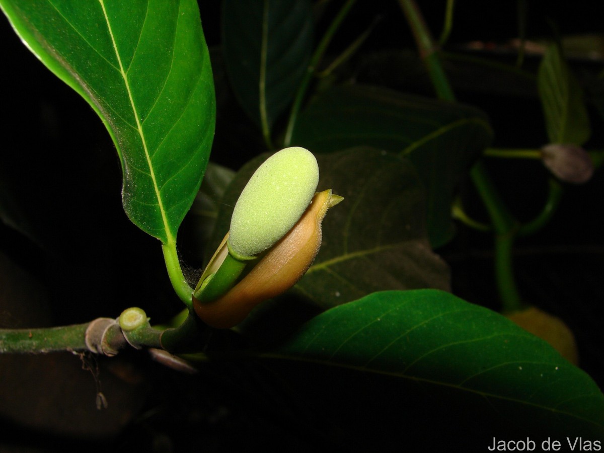 Artocarpus heterophyllus Lam.